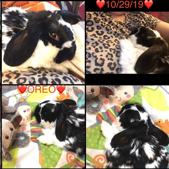 Meet your Posher, Angeldarling - Picture 15 of 16